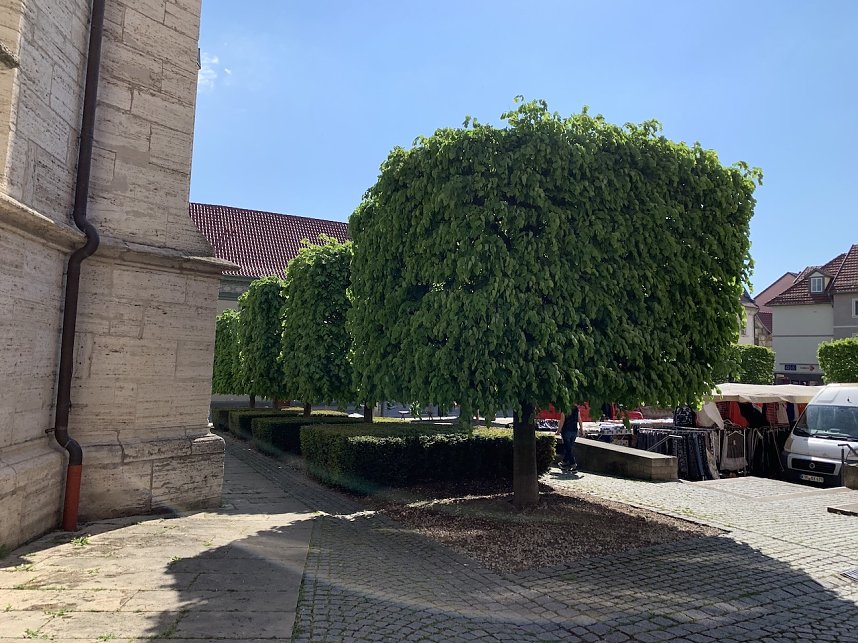 Florale Impressionen aus Bad Langensalza 