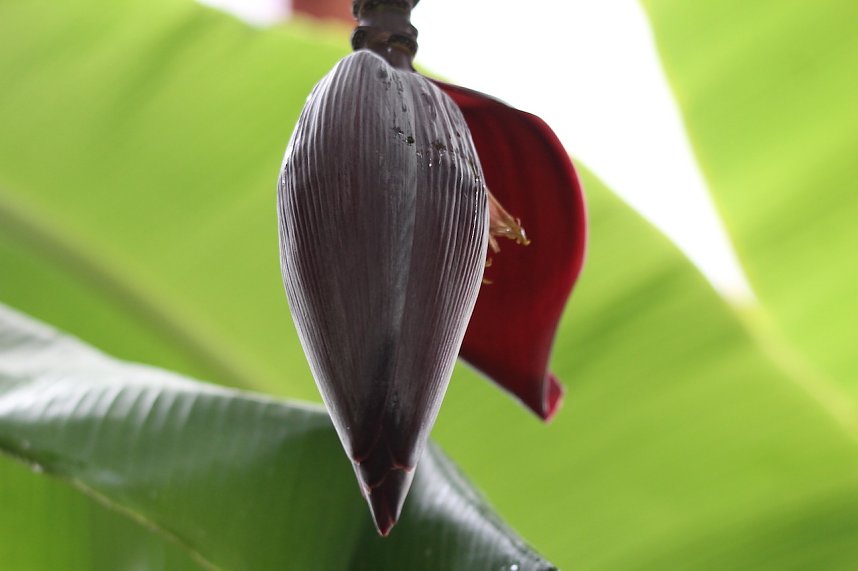 Florale Impressionen aus Bad Langensalza 