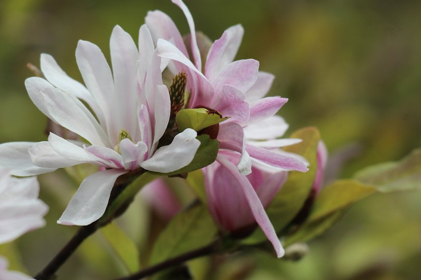 Florale Impressionen aus Bad Langensalza 