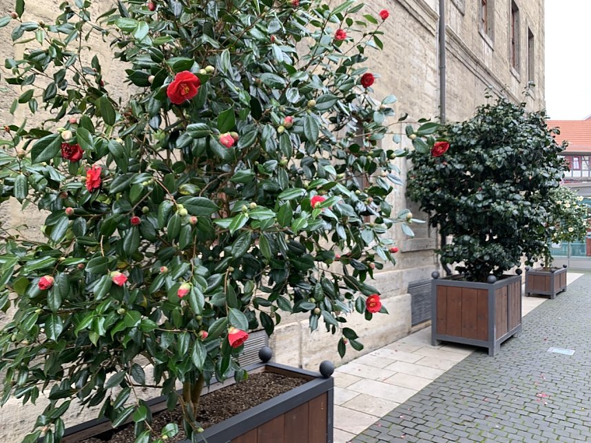 Florale Impressionen aus Bad Langensalza 