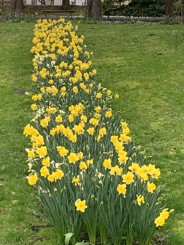 Florale Impressionen aus Bad Langensalza 
