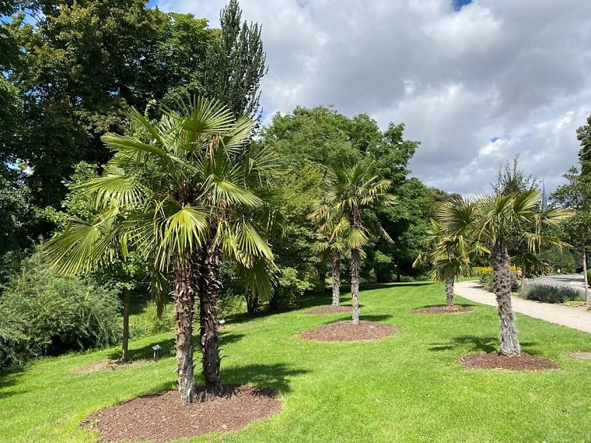 Florale Impressionen aus Bad Langensalza 