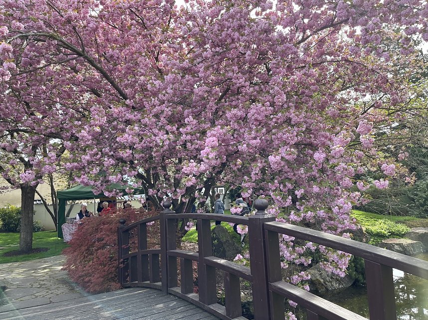 Hanami im Japanischen Garten Bad Langensalza