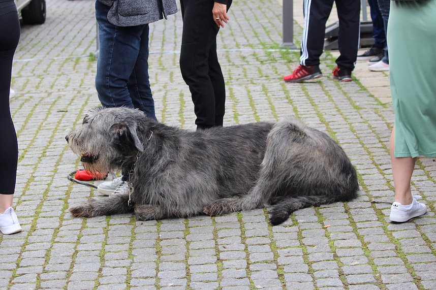 Eintausend L&auml;uferinnen und L&auml;ufer beteiligten sich am 3T&uuml;rmelauf in Bad Langensalza 2024