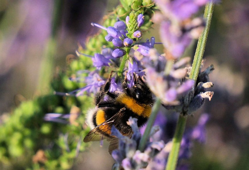 Unterwegs in Wald und Wiese