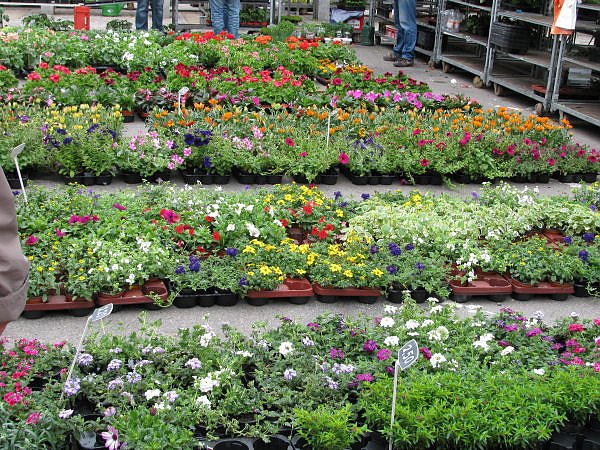 Blumen und mehr
