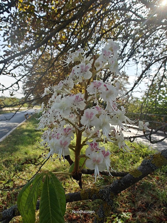 Kastanien bl&uuml;hen im September