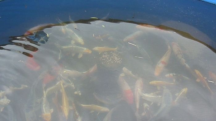Fischerfest Auleben