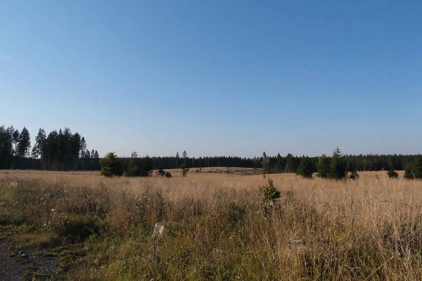 Peter Blei beim Waldspaziergang