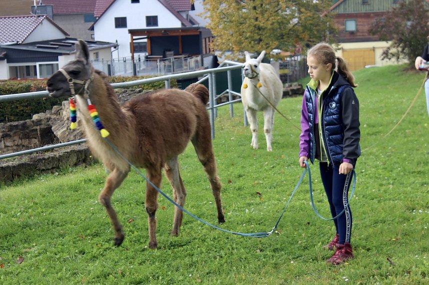 Unterwegs mit den Unstrut Lamas aus Herbsleben