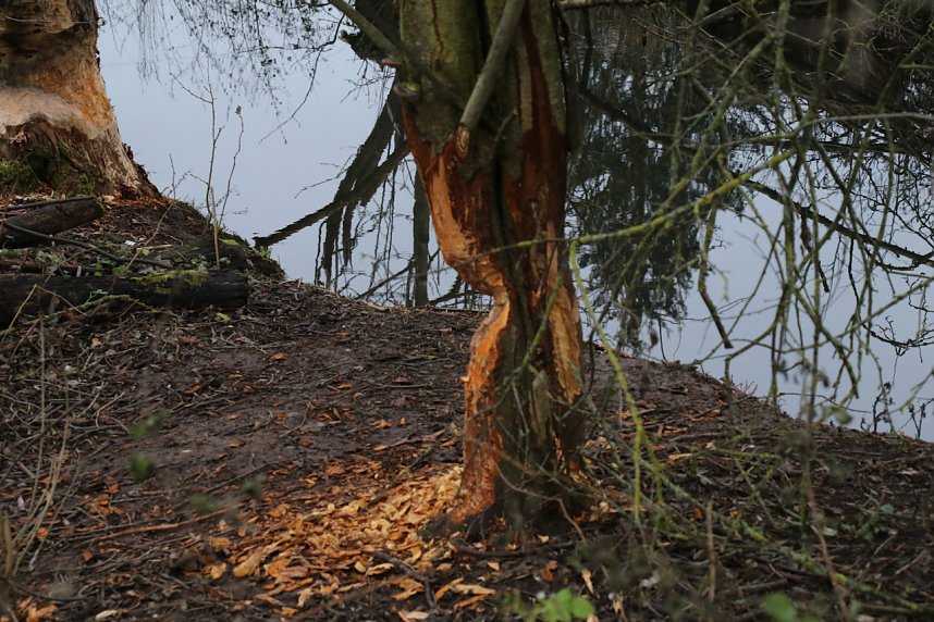 Biberbau-Drainage in der Salza