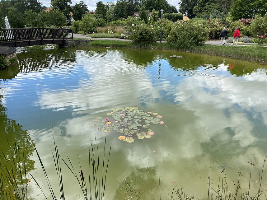 Das Jahr 2024 in Bad Langensalza - Seerosen im Rosengarten