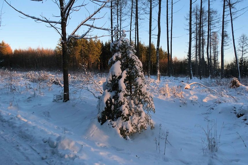 Winterlicher Harzausflug mit Kamera