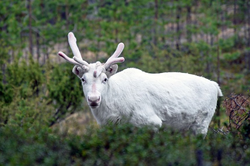 Weltenradler Thomas Meixner war in arktischen Gefilden unterwegs
