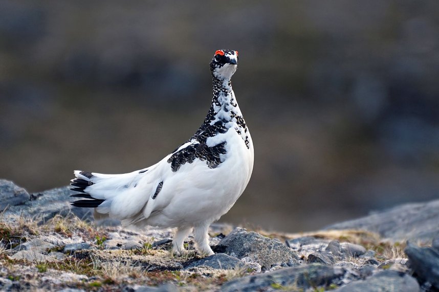 Weltenradler Thomas Meixner war in arktischen Gefilden unterwegs