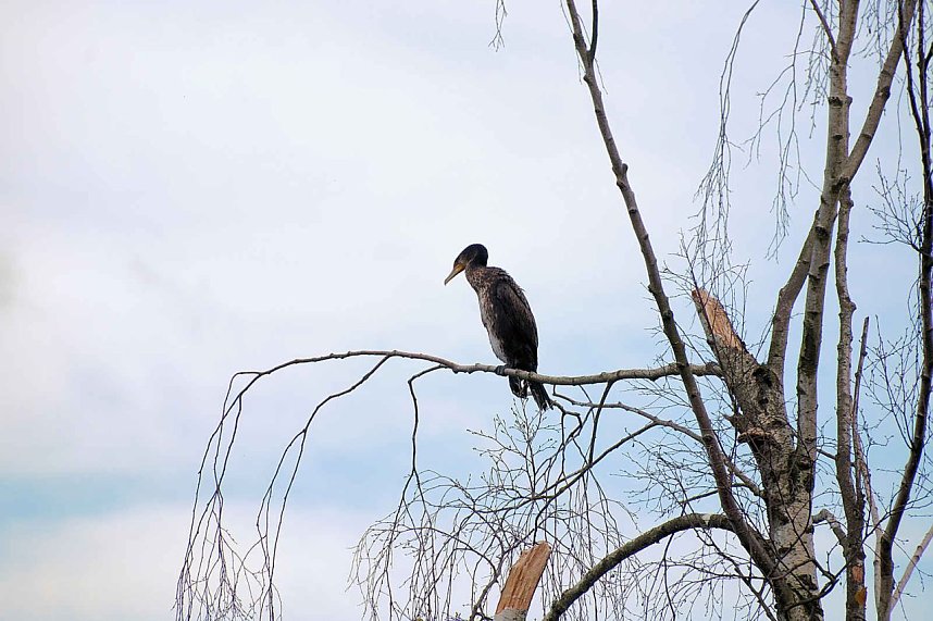 Peter Blei unterwegs in Stiege