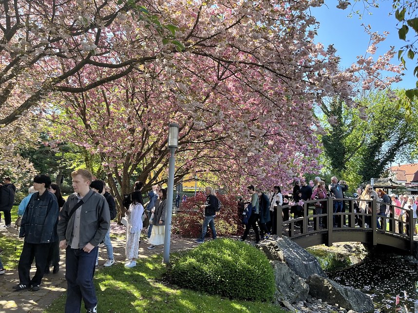 Hanami im Japanischen Garten