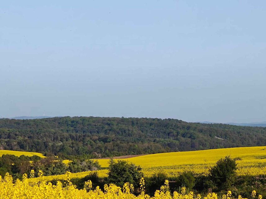 Gelbe Fr&uuml;hlingsstimmung