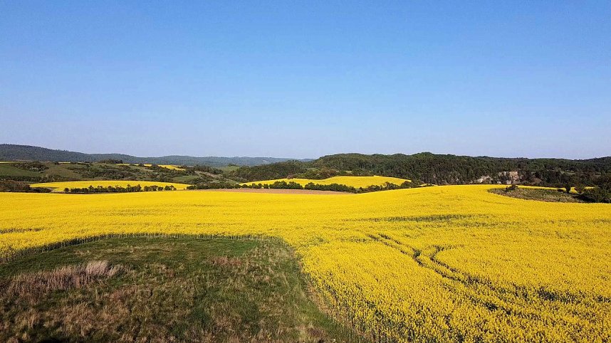 Gelbe Fr&uuml;hlingsstimmung