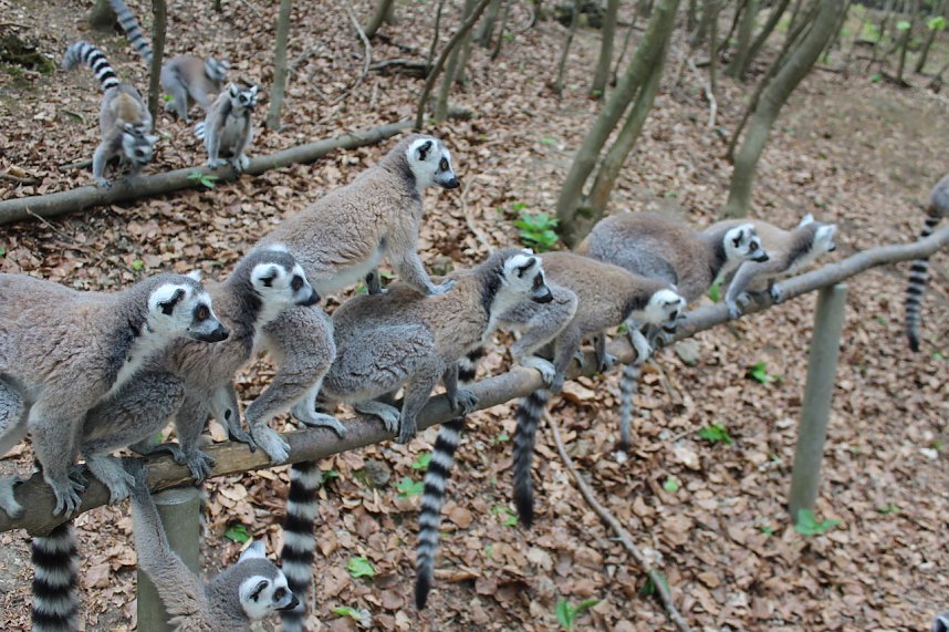 Besuch im Affenpark in Strau&szlig;berg (Th&uuml;ringen)