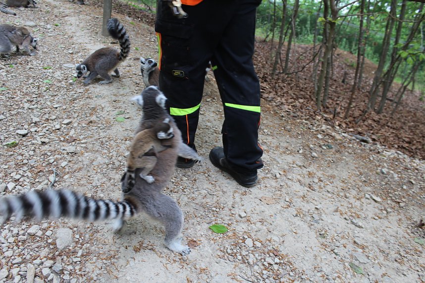 Besuch im Affenpark in Strau&szlig;berg (Th&uuml;ringen)