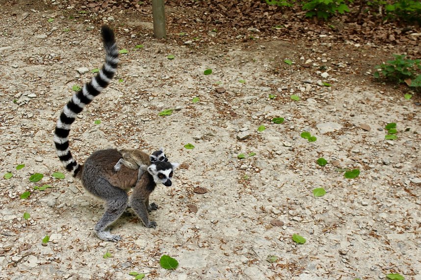 Besuch im Affenpark in Strau&szlig;berg (Th&uuml;ringen)