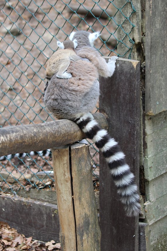 Besuch im Affenpark in Strau&szlig;berg (Th&uuml;ringen)