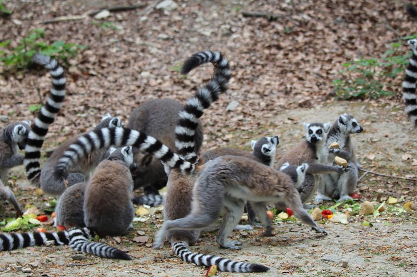 Besuch im Affenpark in Strau&szlig;berg (Th&uuml;ringen)