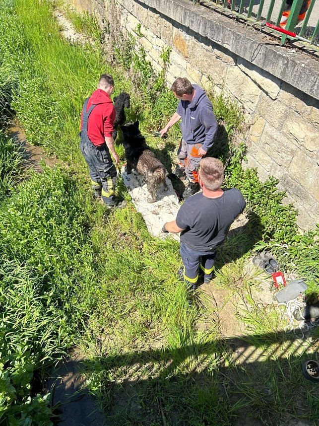Hund steckt im Wassergraben fest 