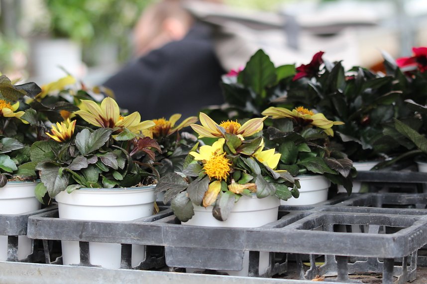 Das "Gr&uuml;ne Innenstadtfest" von Bad Langensalza 