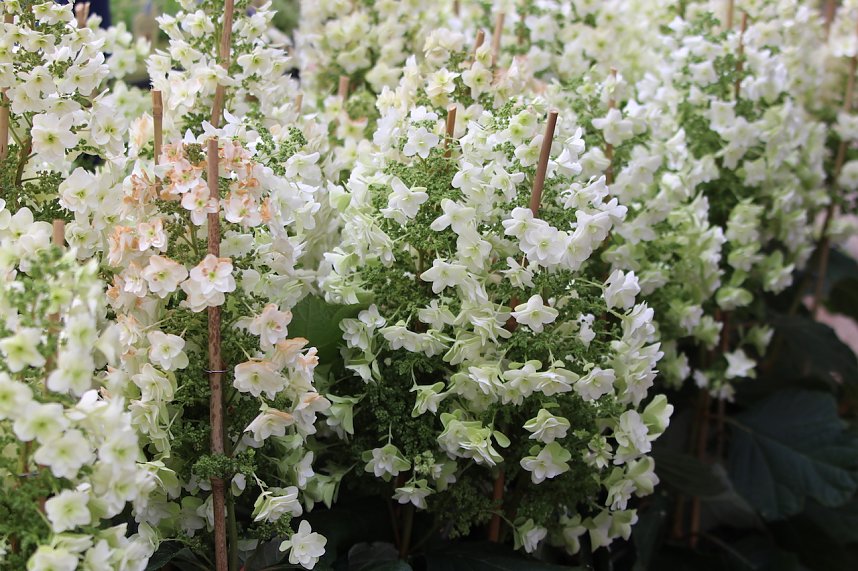 Das "Gr&uuml;ne Innenstadtfest" von Bad Langensalza 