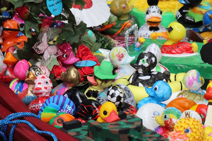 Entenrennen 2025 in Bad Langensalza 