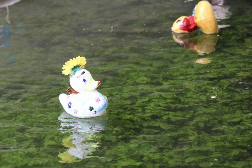 Entenrennen 2025 in Bad Langensalza 