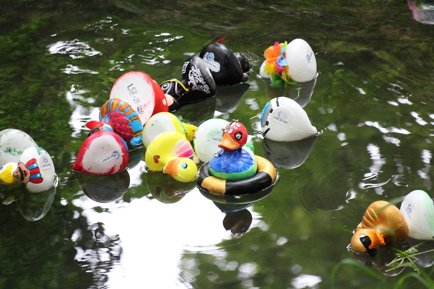 Entenrennen 2025 in Bad Langensalza 