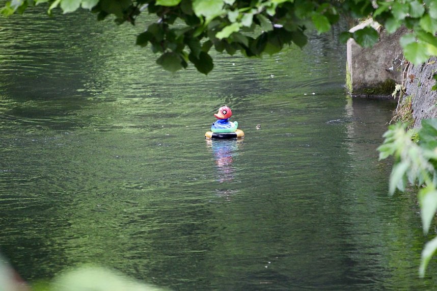 Entenrennen 2025 in Bad Langensalza 