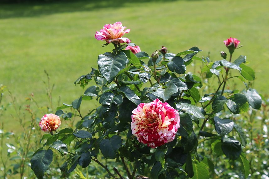 Rosenpracht in Rosengarten in Bad Langensalza