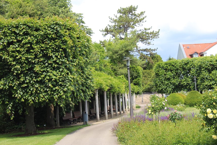 Rosenpracht in Rosengarten in Bad Langensalza