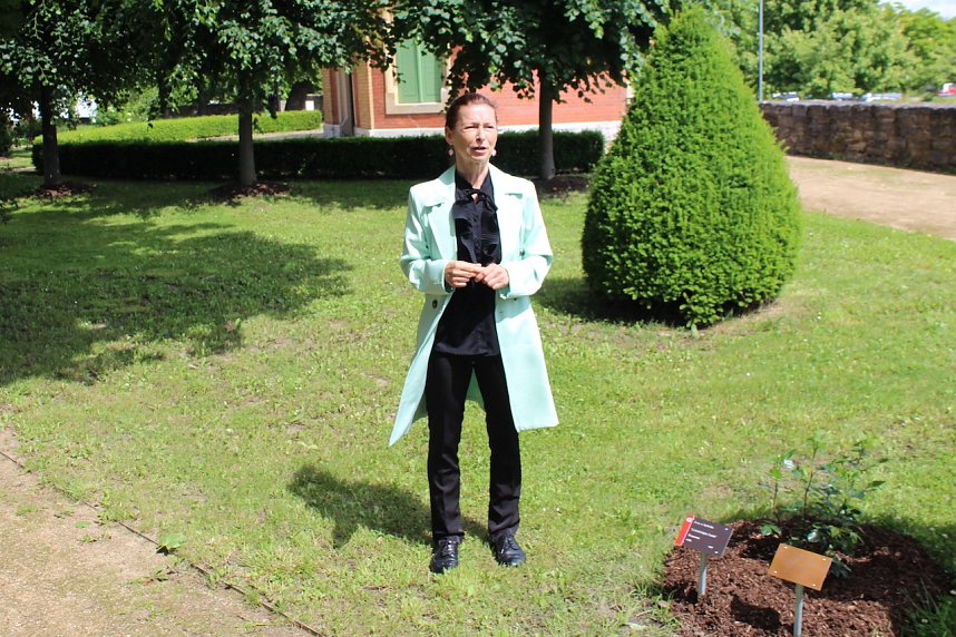 Ein neuer Rosenstock f&uuml;r Anja Klement und bad Langensalza