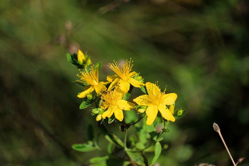 Peter Blei unterwegs im S&uuml;dharz