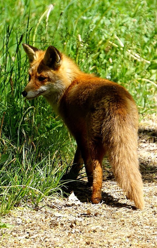 Wundersch&ouml;ne Tierwelt