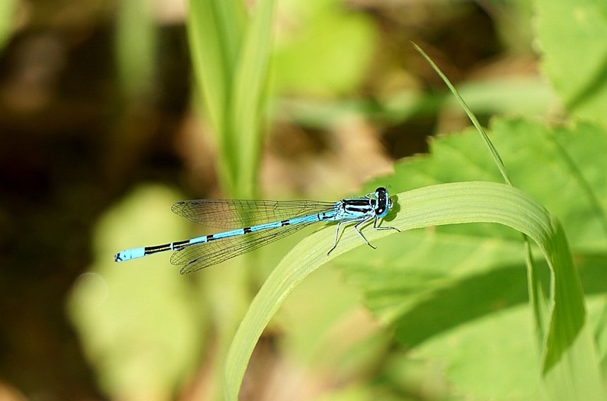 Wundersch&ouml;ne Tierwelt