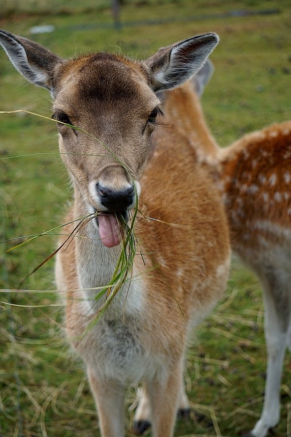 Wundersch&ouml;ne Tierwelt