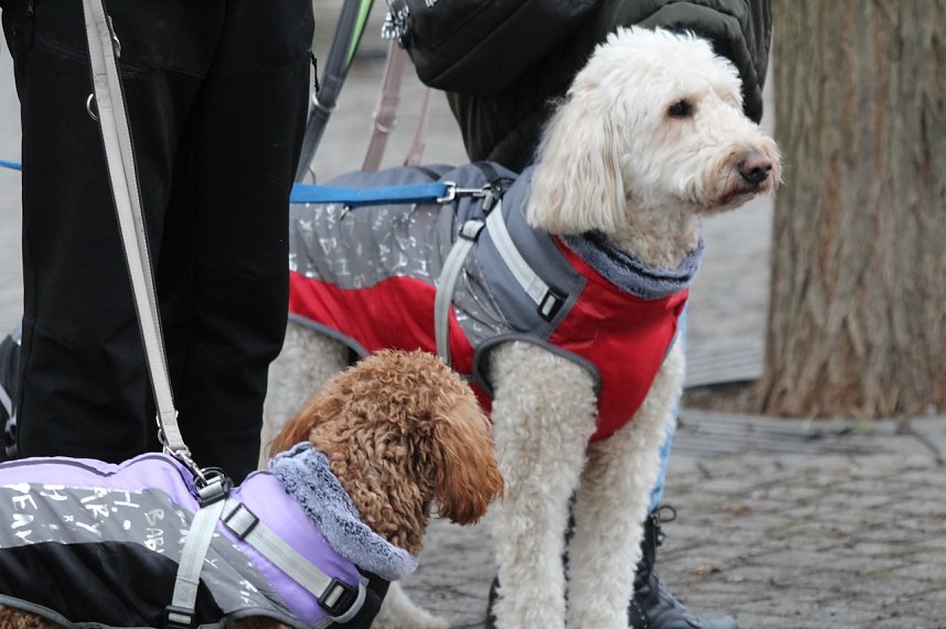 Impressionen vom Faschingsumzug in Bad Langensalza