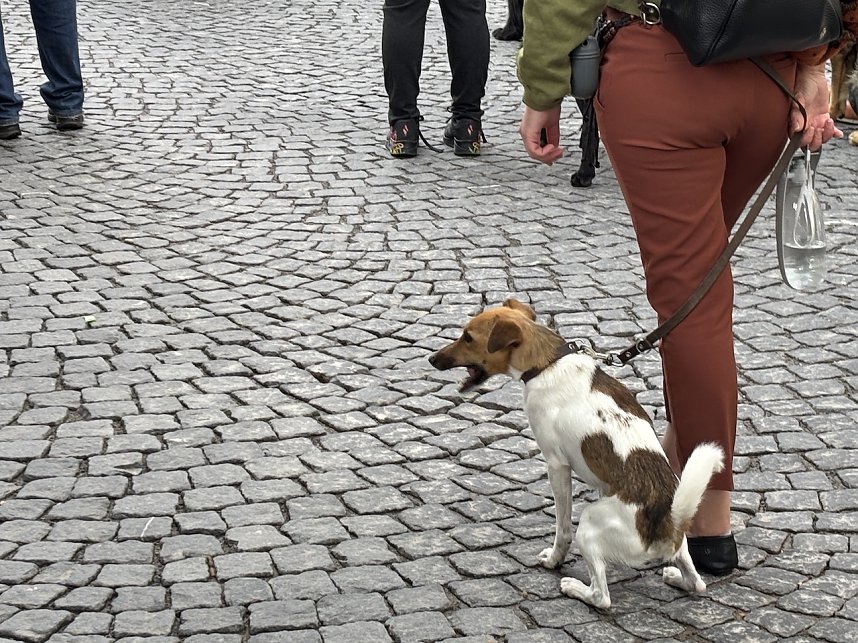 Festumzug zum 214. Brunnenfest