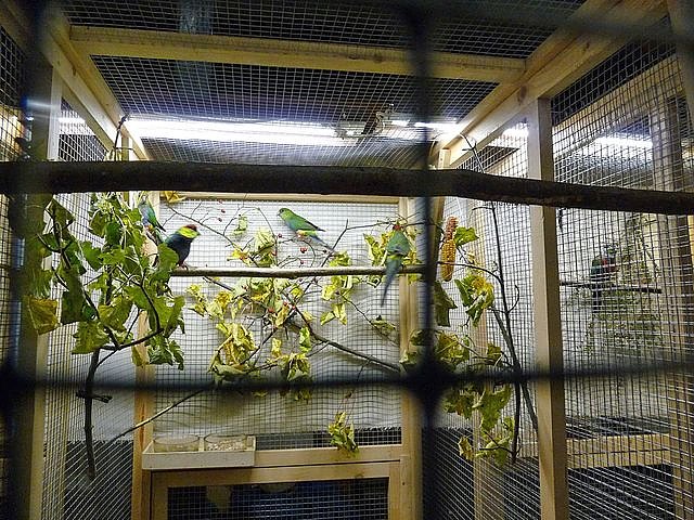 Vogelausstellung in Sondershausen