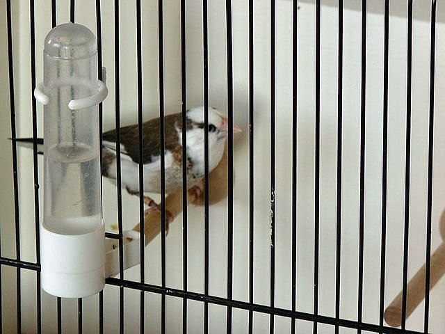 Vogelausstellung in Sondershausen